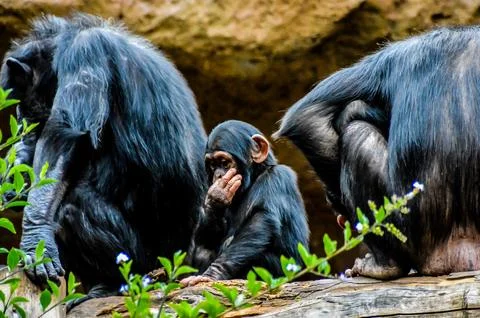 Three monkeys are sitting on a log, one of them is looking down Stock Photos