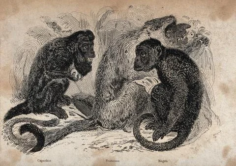 Three monkeys: capuchin, probosus and negro. Etching by T. Landseer. Stock Illustration