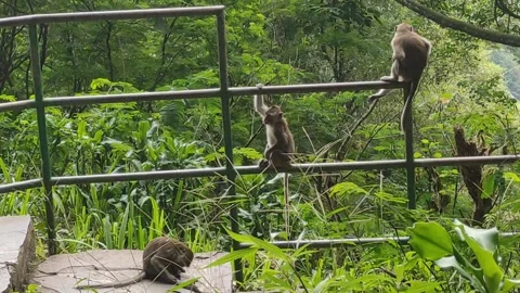 Three Monkeys on a Fence 库存影片 277616006