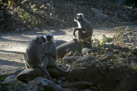 Three Monkeys Stock Photos