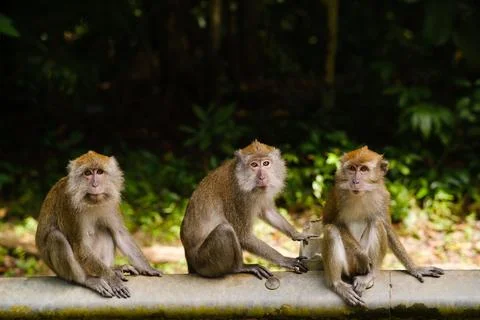 Three monkeys sit on a pipe in a lush green environment, showcasing their human Stock Photos