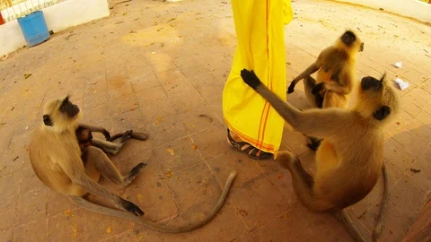 Three monkeys sit pull by woman's skirt ask for food city park Kolkata Stock Footage 119453687