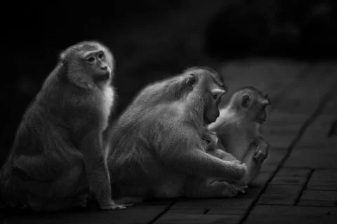 The Three Monkeys sitting Stock Photos