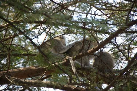 Three monkeys in a tree in Madikwe Game Reserve South Africa Foto stock