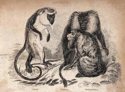 Three monkeys: wanderoo, howling monkey and diana. Etching by T. Landseer. Stock Illustration