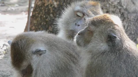 Three Monkys sleeping Stock Footage 132511877
