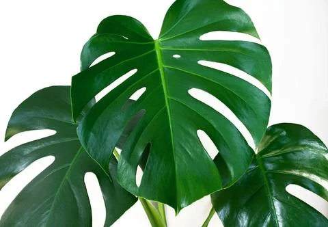 Three monstera sheets on a white background Stock Photos