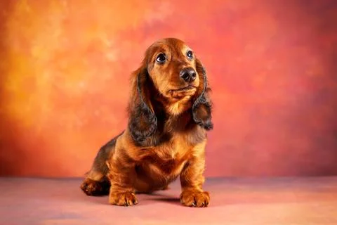 A three-month-old long-haired red standard dachshund puppy sits on a red Foto stock