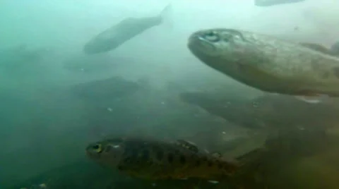 Three month old rainbow trout underwater Stock Footage