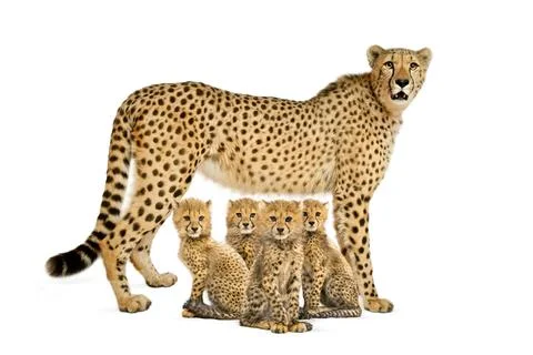 Three months old cheetah cub sitting next they mother, isolated Stock Photos