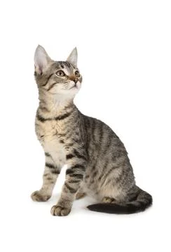Three months old kitten sitting on a white background Foto stock