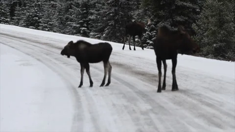 Three moose with approaching traffic on snowy winter road, 4k Stock-Footage 255621639