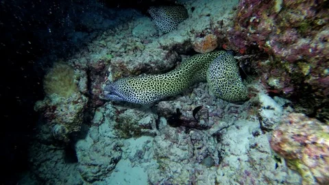 Three Moray Eels on the coral reef in the nigth. Honeycomb Moray, Gymnothorax Video stock 98496420