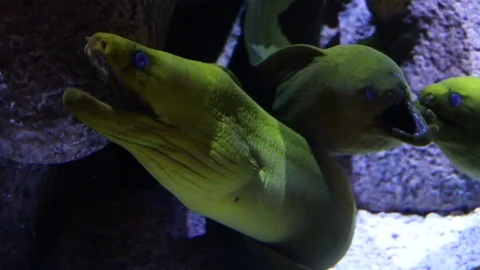 Three Moray Eels Wait with Mouths Open Stock Footage 82877171