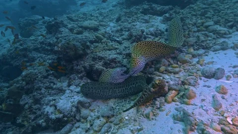 Three Morey eels grey and marble interacting underwater in deep ocean Stock Footage 102405361
