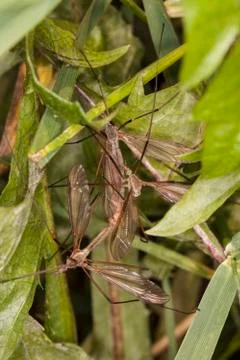Three mosquitoes mate Stock Photos