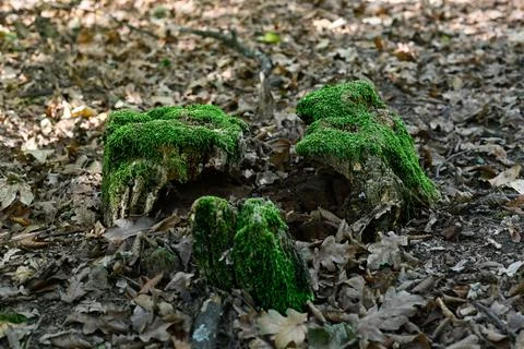 Three moss covered stump pieces in forest Stock Photos