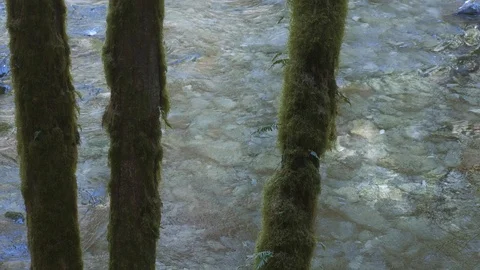 Three moss covered trees in forest with crystal clear blue turquoise cold river Stock-Footage 127390051
