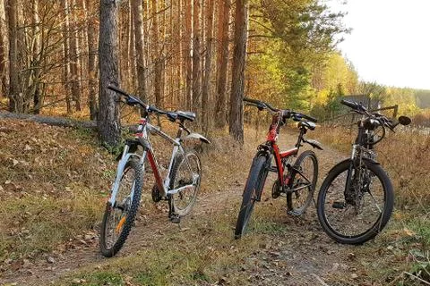 Three mountain bikes stand in the forest Stock Photos