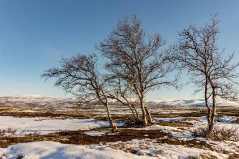 Three mountain birch trees with winter mountains in the background in Dovre Stock Photos