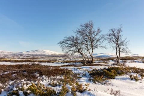 Three mountain birch trees with winter mountains in the background in Dovre Stock Photos