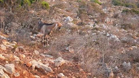 Three mountain goats Stock Footage 77915713