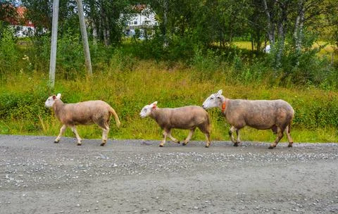 Three Mountain sheep walking on the road Stock Photos