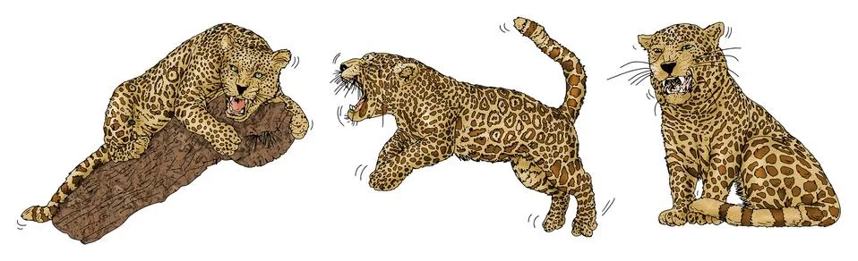 Three moving panthers, one jumping one is on a trunk and another is sitting. Stock Illustration