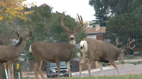 Three mule deer approach busy suburban street. Stock Footage 34132790