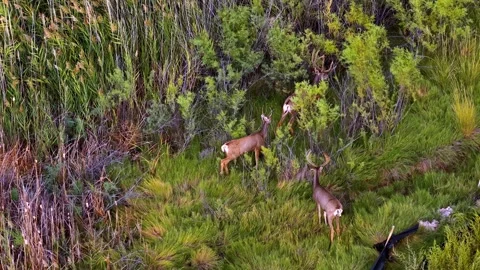 Three Mule Deer Bucks With Velvet Antlers in a Lush Green Meadow Stock Footage 345991859