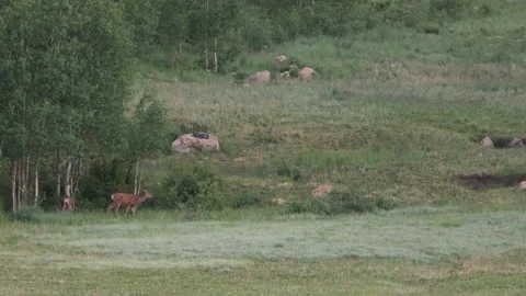 Three mule deer graze in mountain meadow Stock Footage 233840739