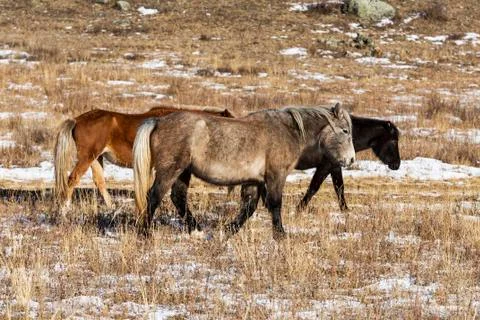 Three multi-colored horses graze on a winter pasture in the Altai mountains Stock Photos