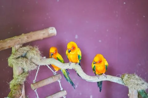 Three multi-colored parrots are sitting on a branch Stock Photos