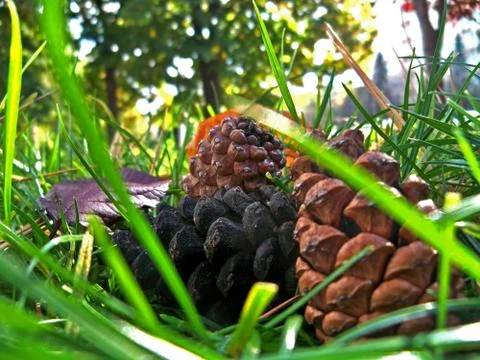 Three multi-colored pine cones on the green grass Stock Photos