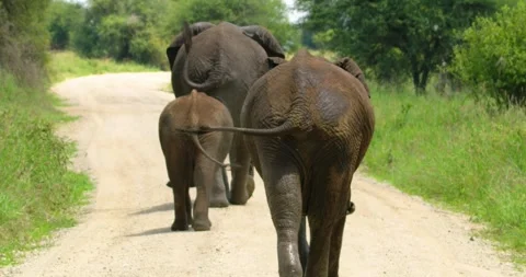 Three multi sized grayish black elephants walking on a road. Stock-Footage 256091793
