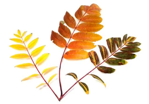 Three multicolor autumn rowan leafs Stock Photos