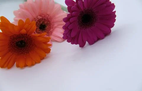 Three multicolored gerberas on a white background Stockfoto's