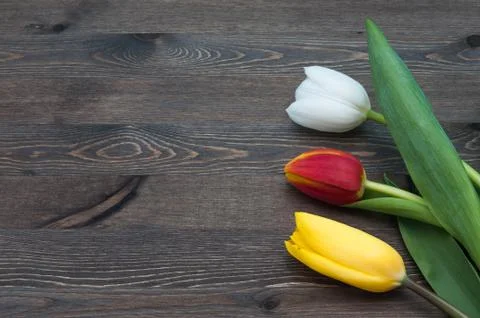 Three multicolored tulips against a backdrop of dark boards. Stock Photos