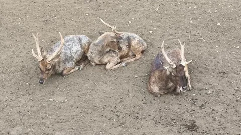 Three Muntjac Deer Resting on Bare Ground Vídeos de archivo 344913934