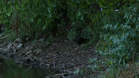 Three Muscovy Ducks Feeding On Green Shore Vegetation Stockbeeldmateriaal 340903151
