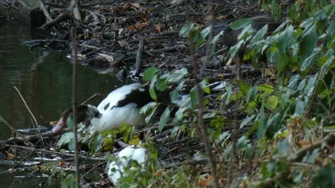 Three Muscovy Ducks Foraging Along Vegetated Pond Shore Vidéo 340888154