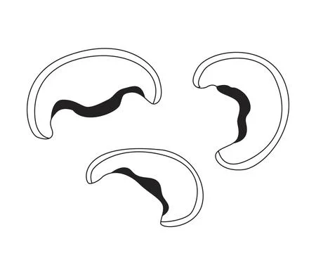 Three mushroom caps sliced 2D line object Stock Illustration