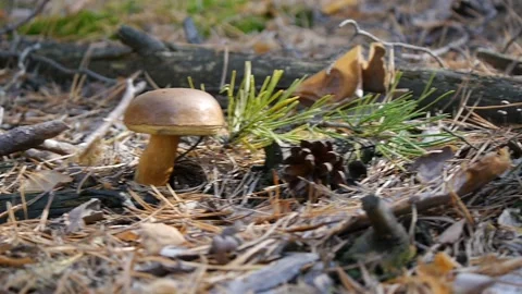 Three mushrooms in the forest. Camera slide from left to right. Autumn forest 스톡 동영상 104662113