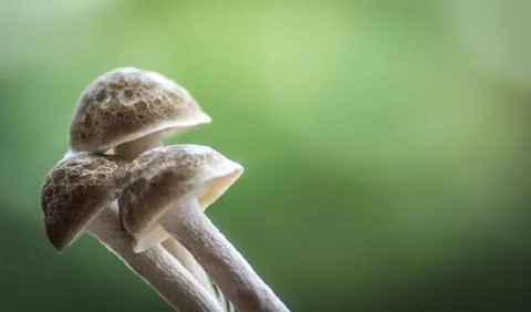 Three mushrooms, macro Stock Photos