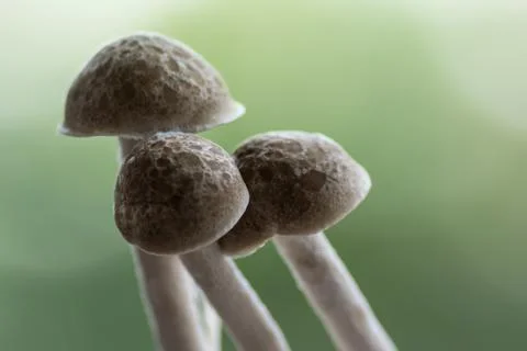Three mushrooms, macro Stock Photos