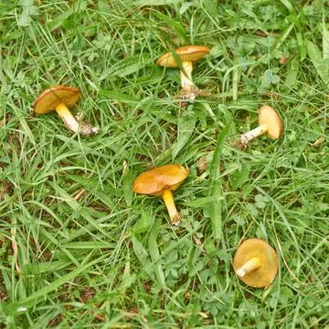 Three mushrooms in the moss Foto stock