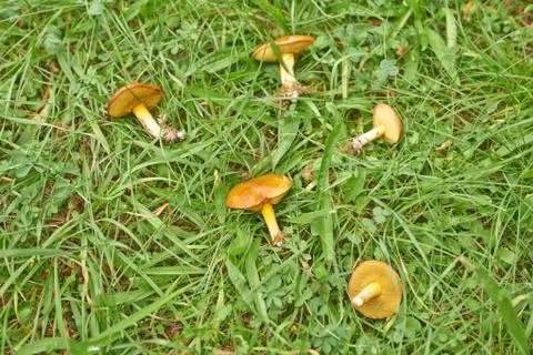 Three mushrooms in the moss Stock-Fotos