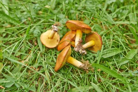 Three mushrooms in the moss Stock Photos