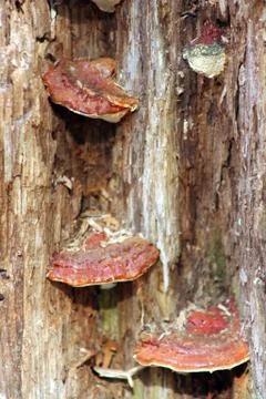 Three mushrooms Stock Photos