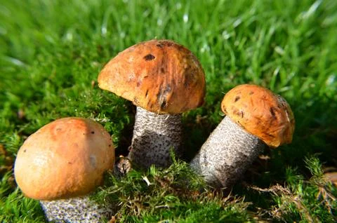 Three mushrooms Stock Photos